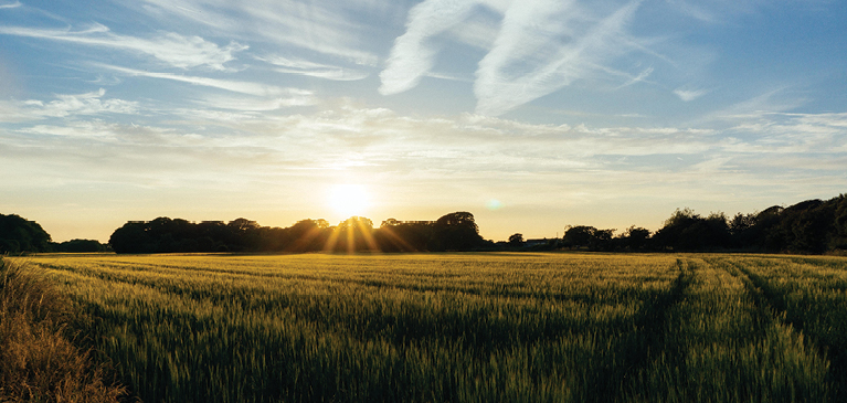 Sunrise over a crop field