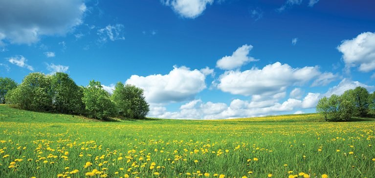 clouds covering bright blue sky over green meadow with yellow wildflowers and trees along the hillside. 