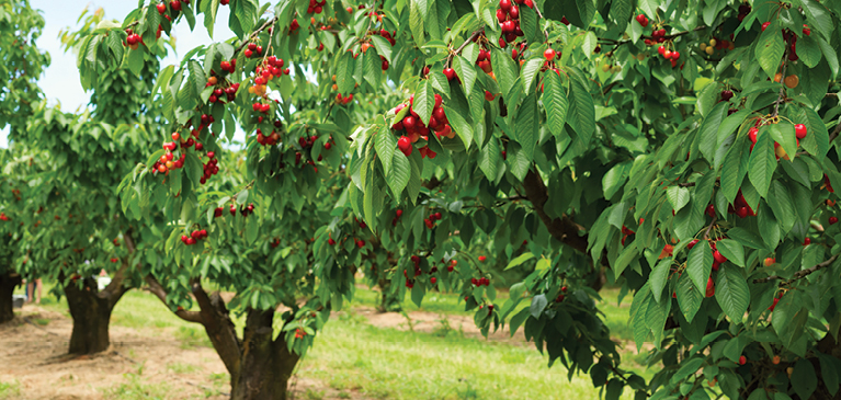 Close up view of cherry trees in bloom growing in rows on a farm