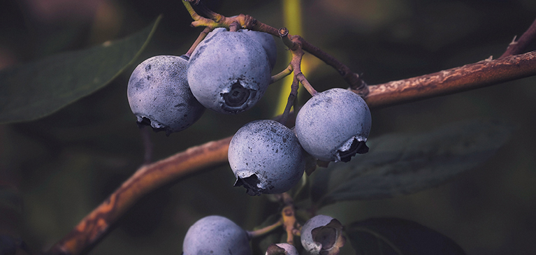 Blueberries