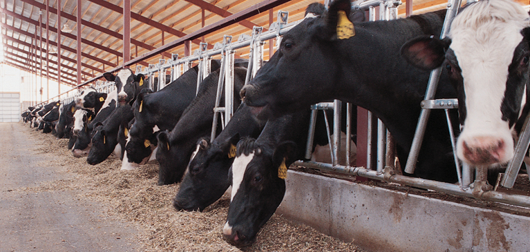 Several cows