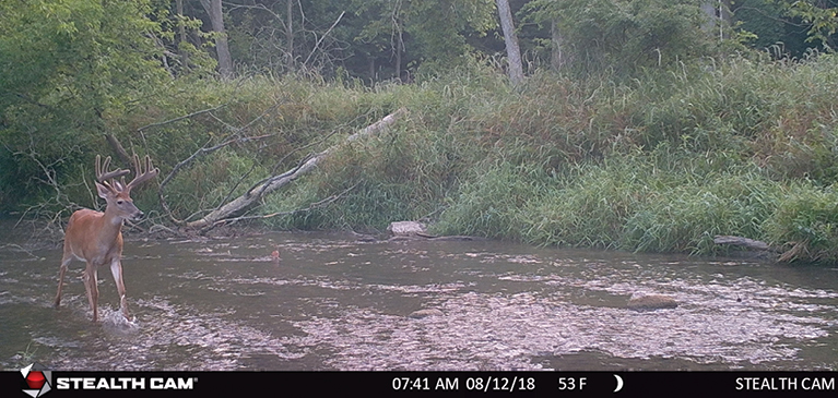 Deer in a river 