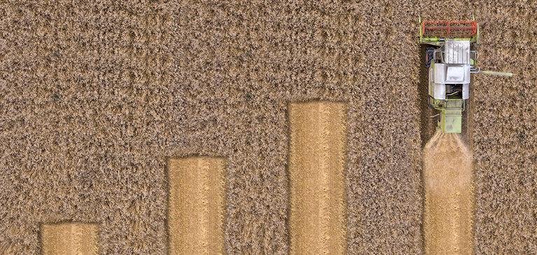 Combine in wheat field