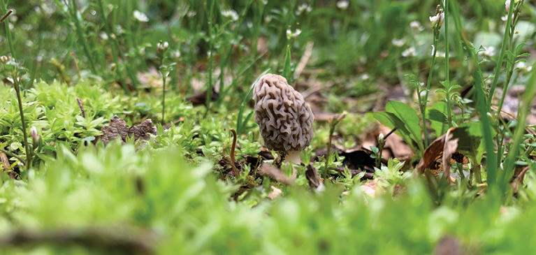 Morell mushroom in tall grass