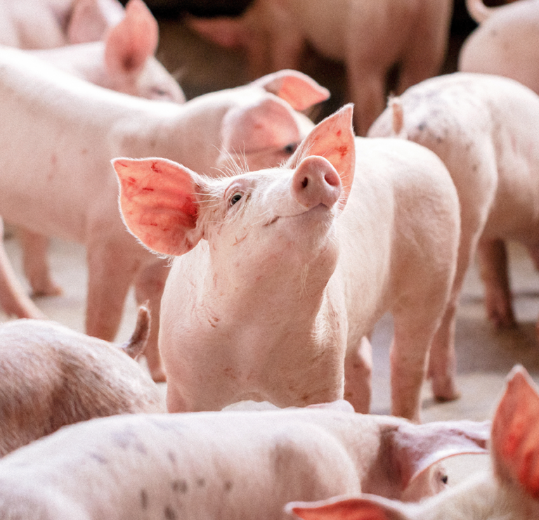 pork market outlook