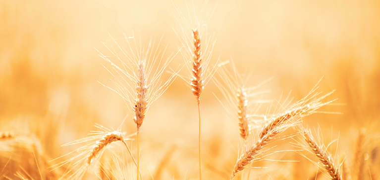 wheat head