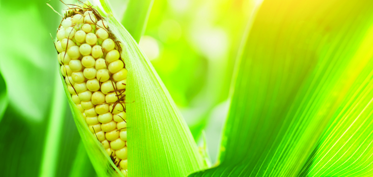 Corn