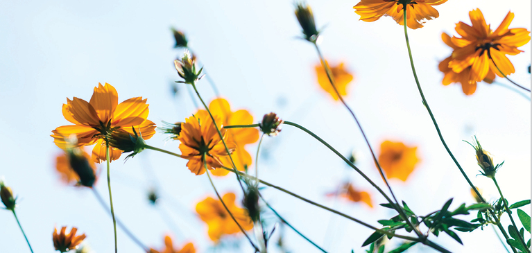 Spring flowers in a field.