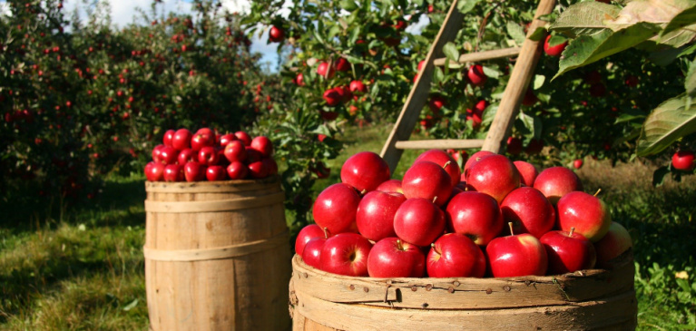 apple orchard blog