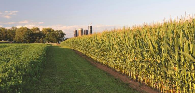 010518-Dont-Forget-Crop-Insurance-In-Your-2018-Planning Edge of a corn field during summer day