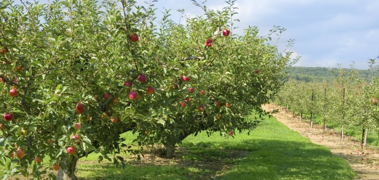 Apple Tree in Orchard