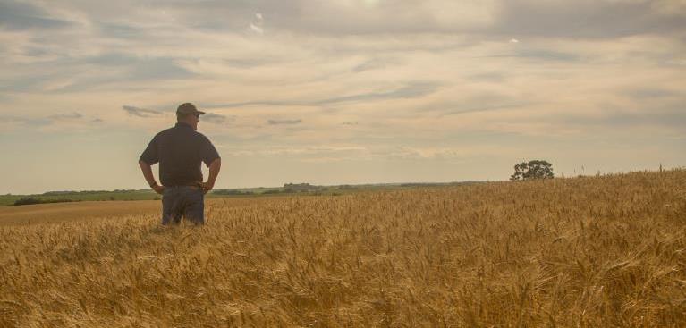 Farmer standing in a field of golden wheat 