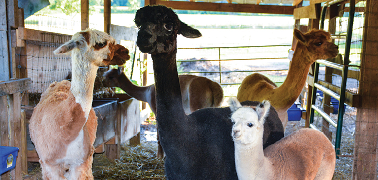 Group of alpacas  in a barn