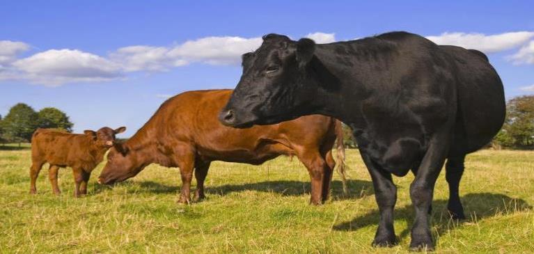 Black and brown cattle cows standing in field