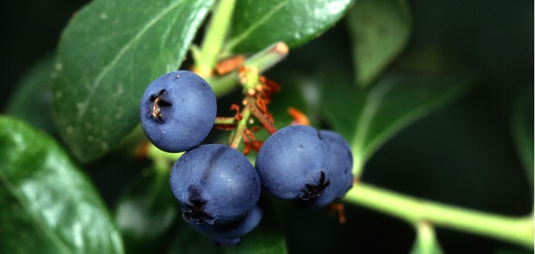 Close-up of blueberries on bush
