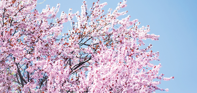 Beautiful pink cherry blossom tree in spring