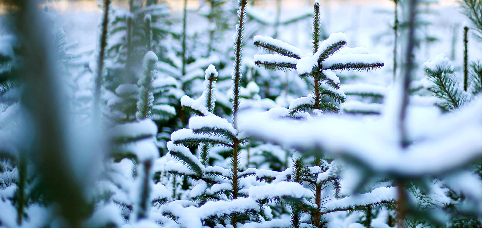 Christmas tree with snow