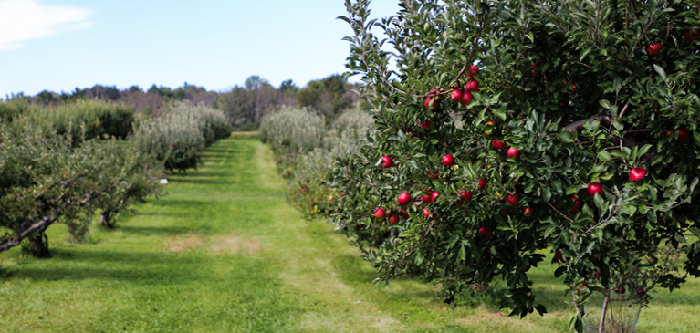 view of an apple orchard