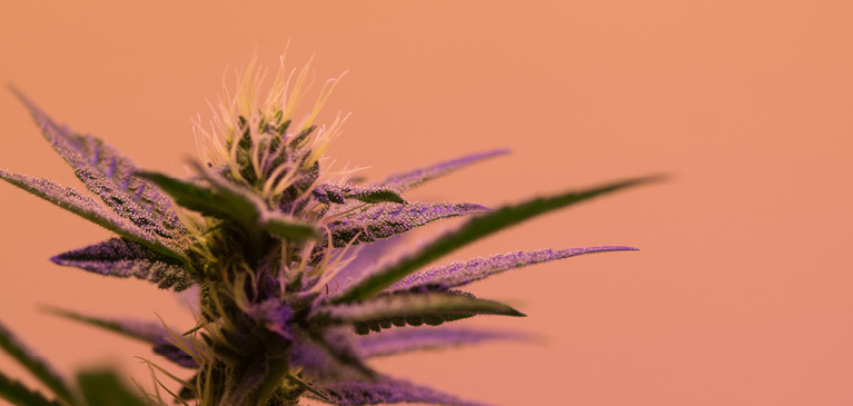 Image of purple green hemp with orange background