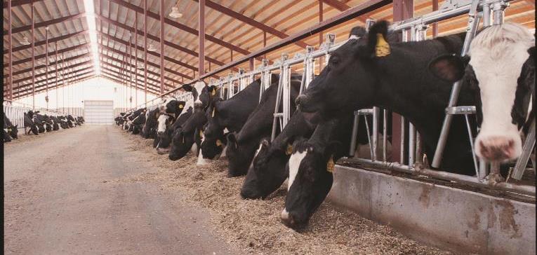 073117-Dairy-Industry-Outlook-2018 Dairy cows feeding in alley of barn