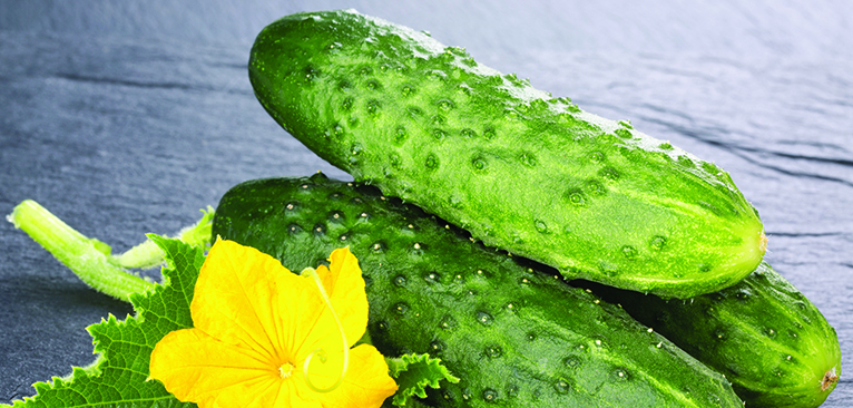 Fresh Cucumbers from the field