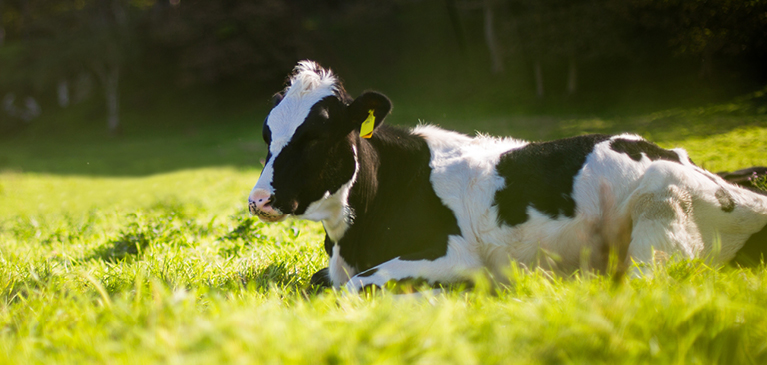 Cow laying in grassy field