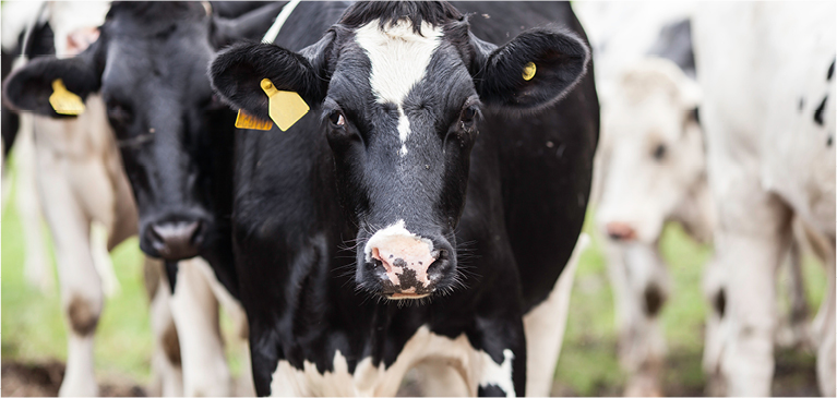Dairy cows standing in a field
