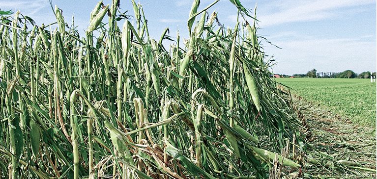Damaged Corn