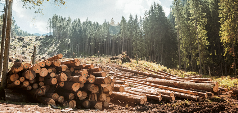 Timber market outlook
