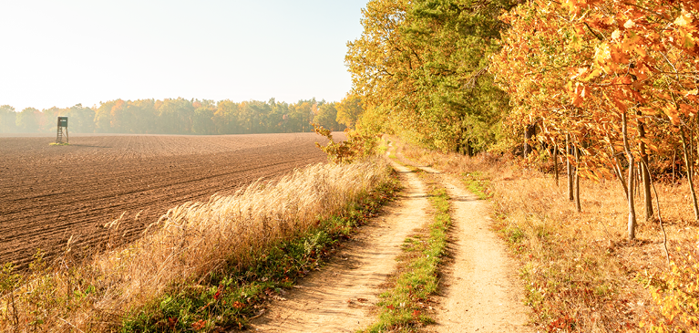 Dirt road on recreational property