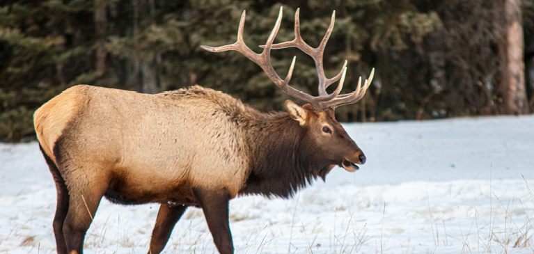 Elk in the snow