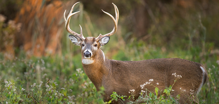 Larger deer in the woods