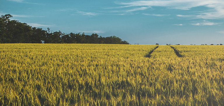 two tracks in field