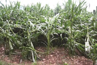Damaged corn from hail