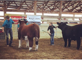 Emma Noll, GreenStone member's daughter competes in the 2019 Michigan Livestock Expo with her steer