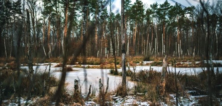 Clearing in the woods with snow and ice in the winter.