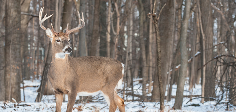 Photo of six point buck standing in snow-covered woods. 