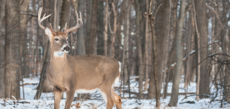 Photo of six point buck standing in snow-covered woods.