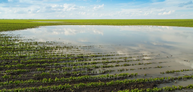 Flooded Field