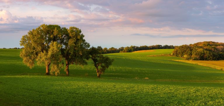 Green fields and grass on a summer day with ink and blue skies