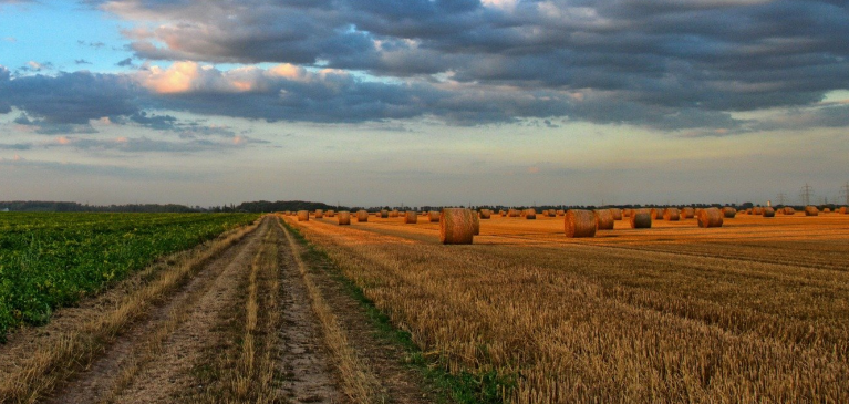 Wheat field with sunset in background.