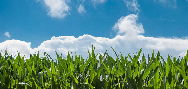corn field on a sunny day