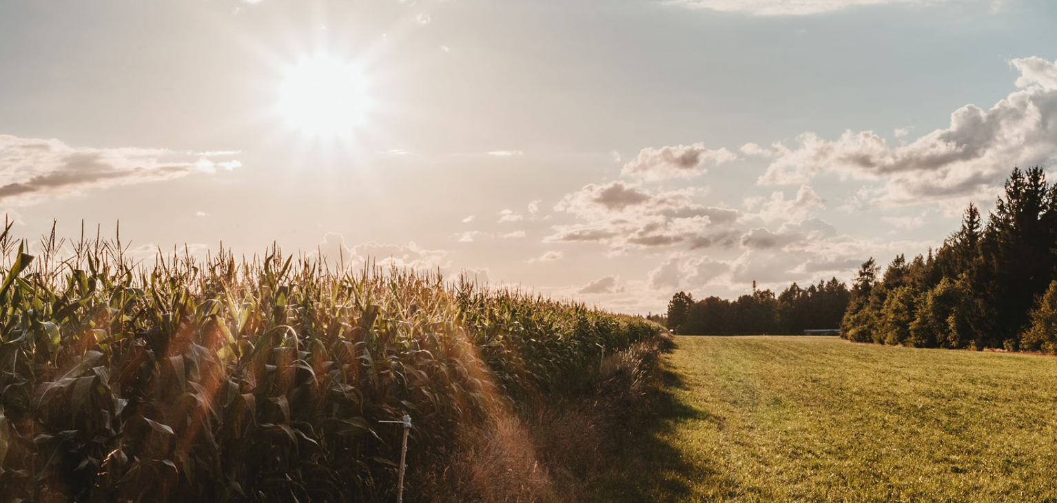 Sun over corn field