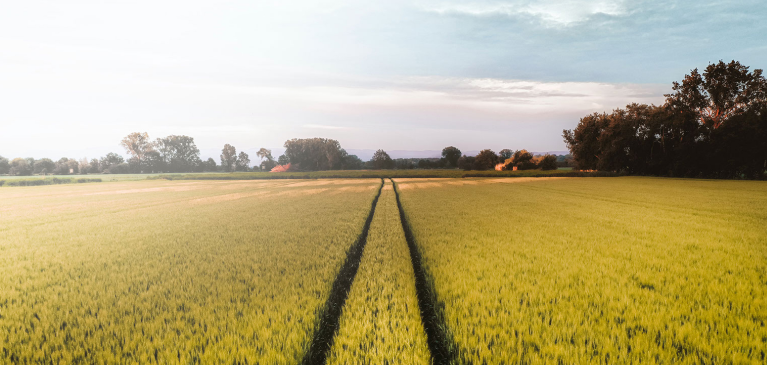 Wheat field on a sunny day