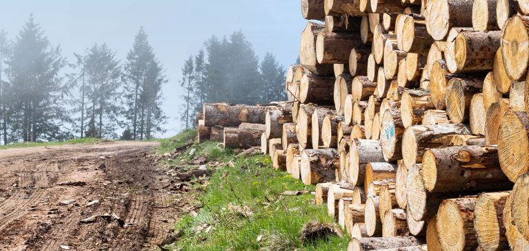 Stack of logs on logging trail