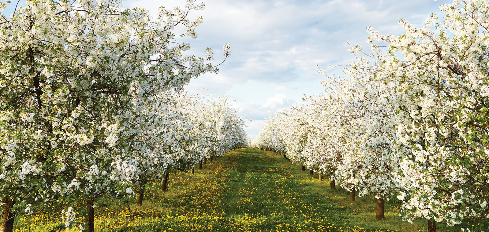 GreenStone CEO Comments