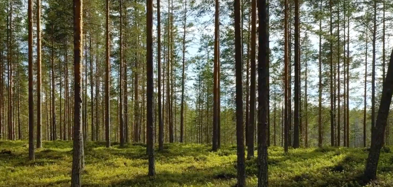 Vacant Land with trees