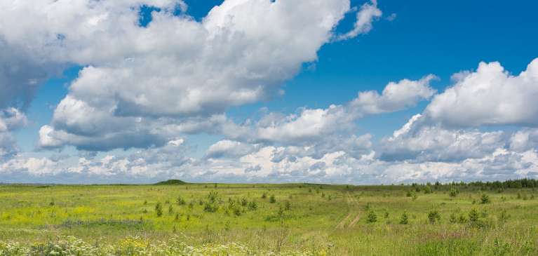 Open field on a sunny day.