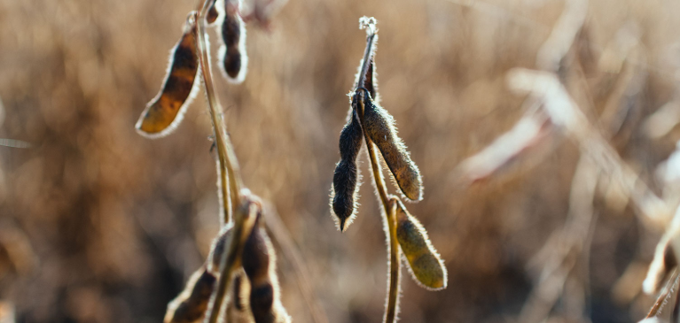 GreenStone Commodity Update, Soybeans