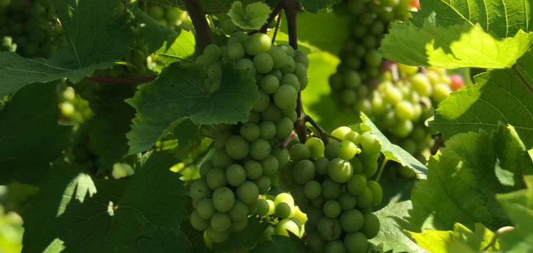 GreenStone Grape Outlook, Green Grapes on Vine